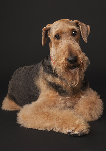 pet photographer - Studio 6 Central